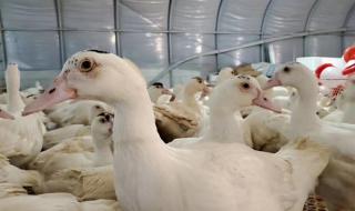 一只母鸭误入公鸭群 一只母鸭误入公鸭群